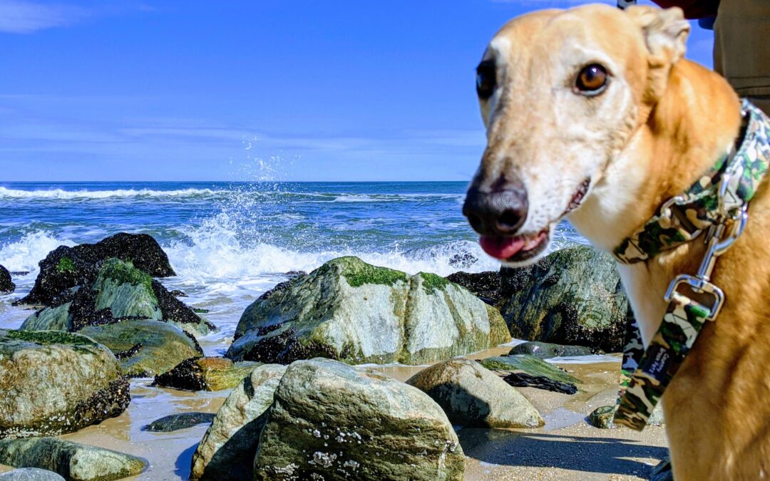 FIRST TIME ON THE BEACH