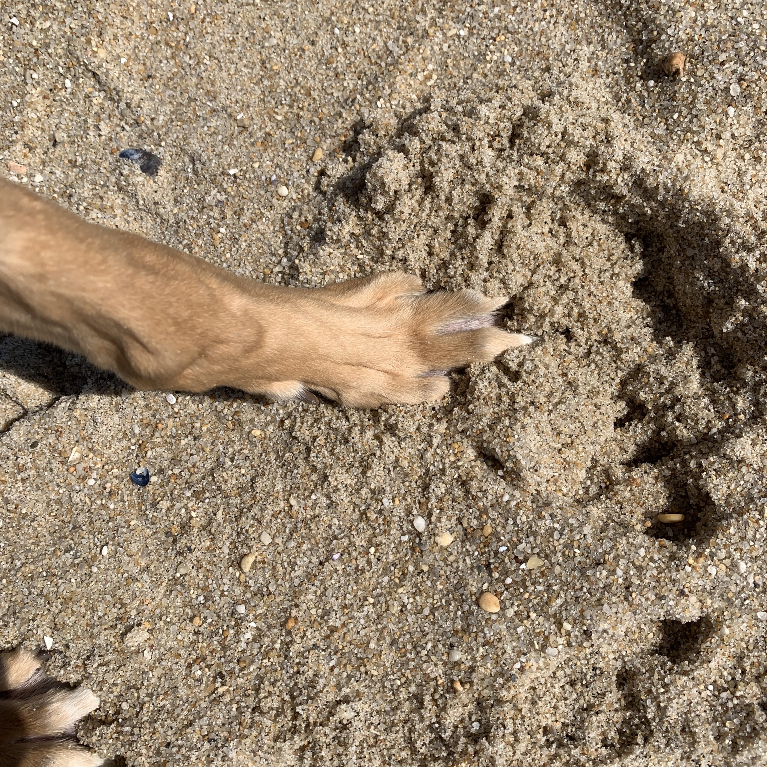Ashton_paw_sand Ashton paw sand