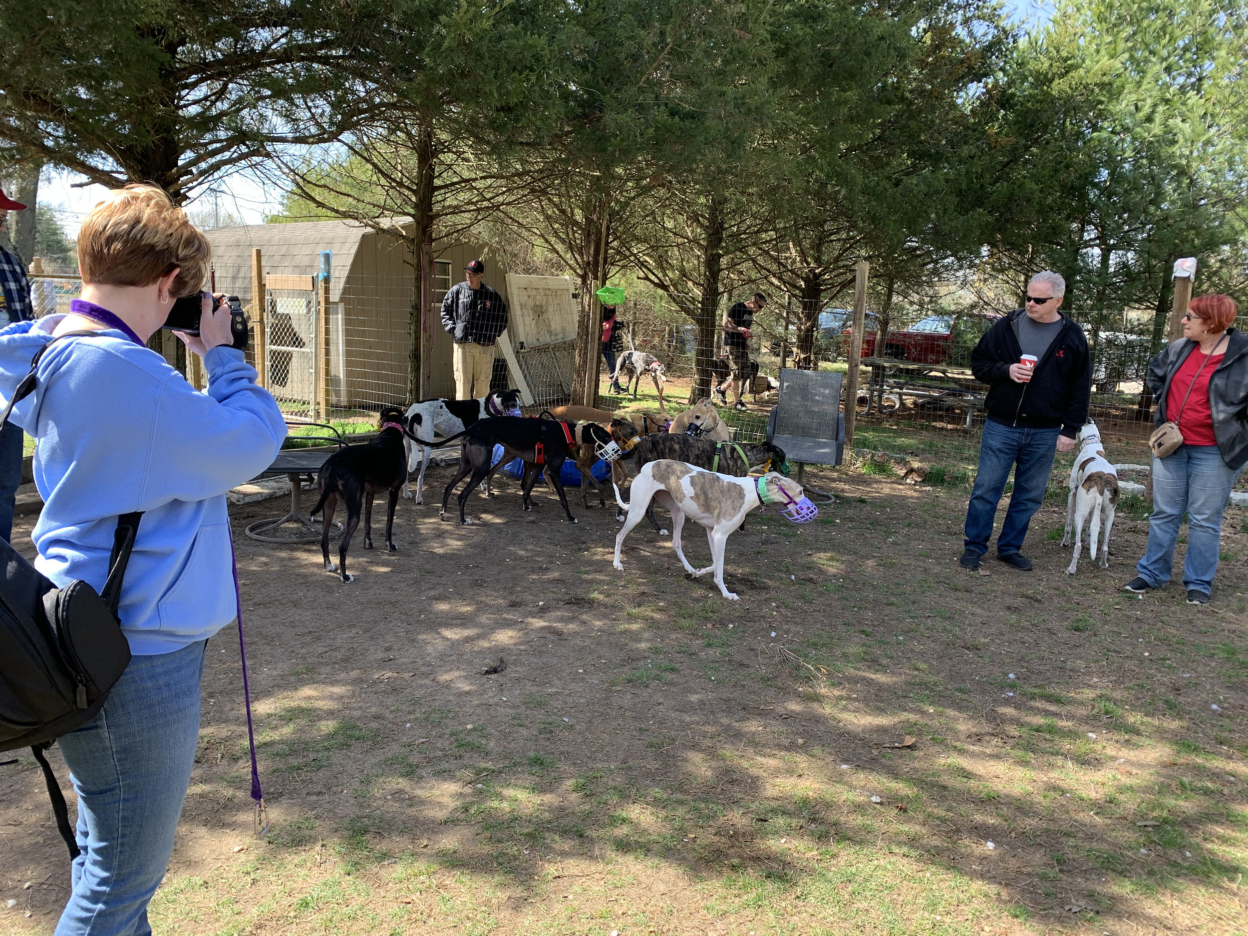 Greyhound Angels Adoption
