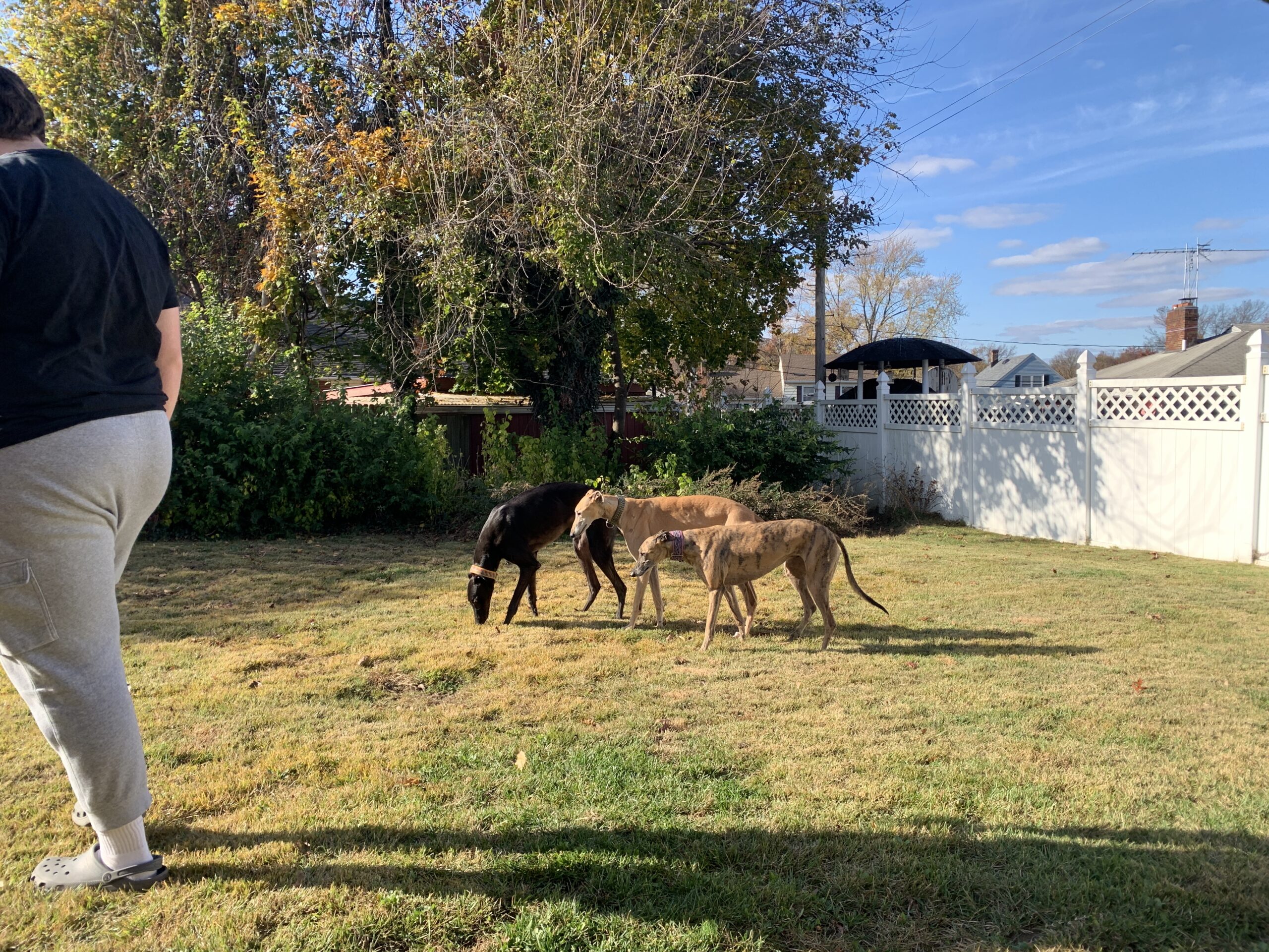 Greyhound Friends of NJ