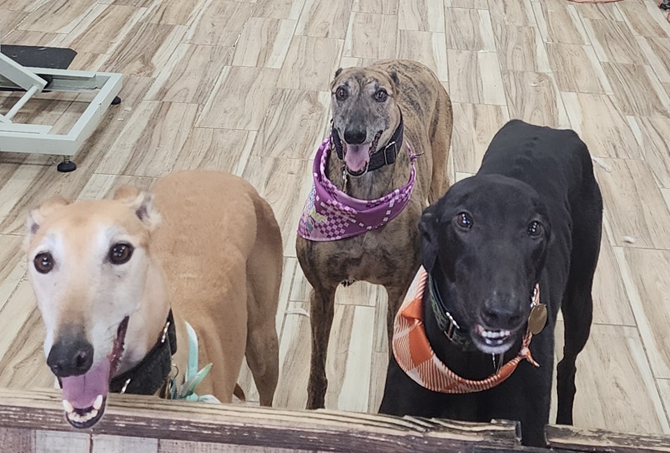 Pampered Paws Grooming Salon & Spa